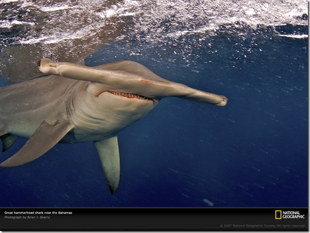 20071228.Hammerhead Shark, Bahamas, 2007