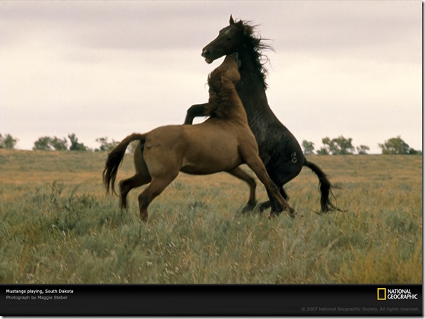 20071231.Wild Mustangs, South Dakota, 2004